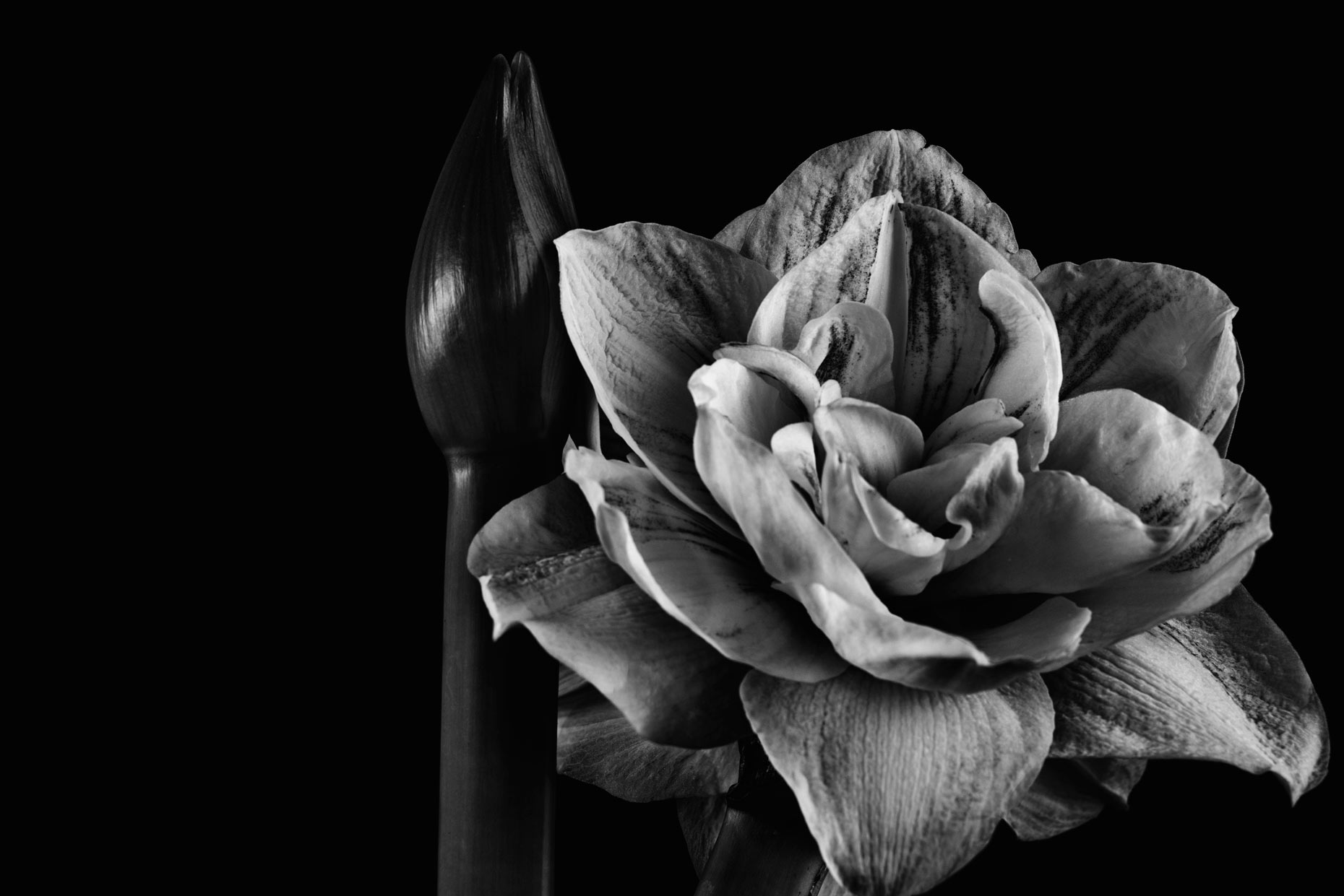 Fajarv: Photography Black And White Flower Images