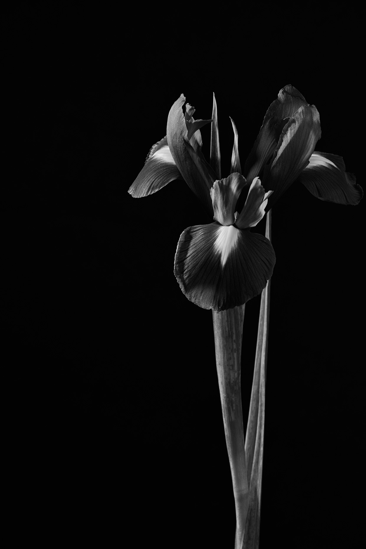Fine art single iris black and white