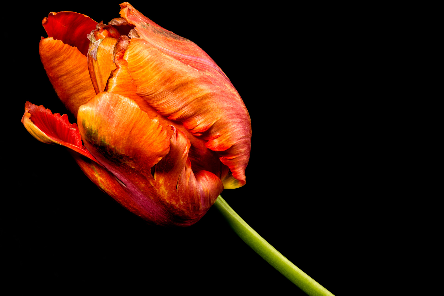 big-tulip-v8web.
