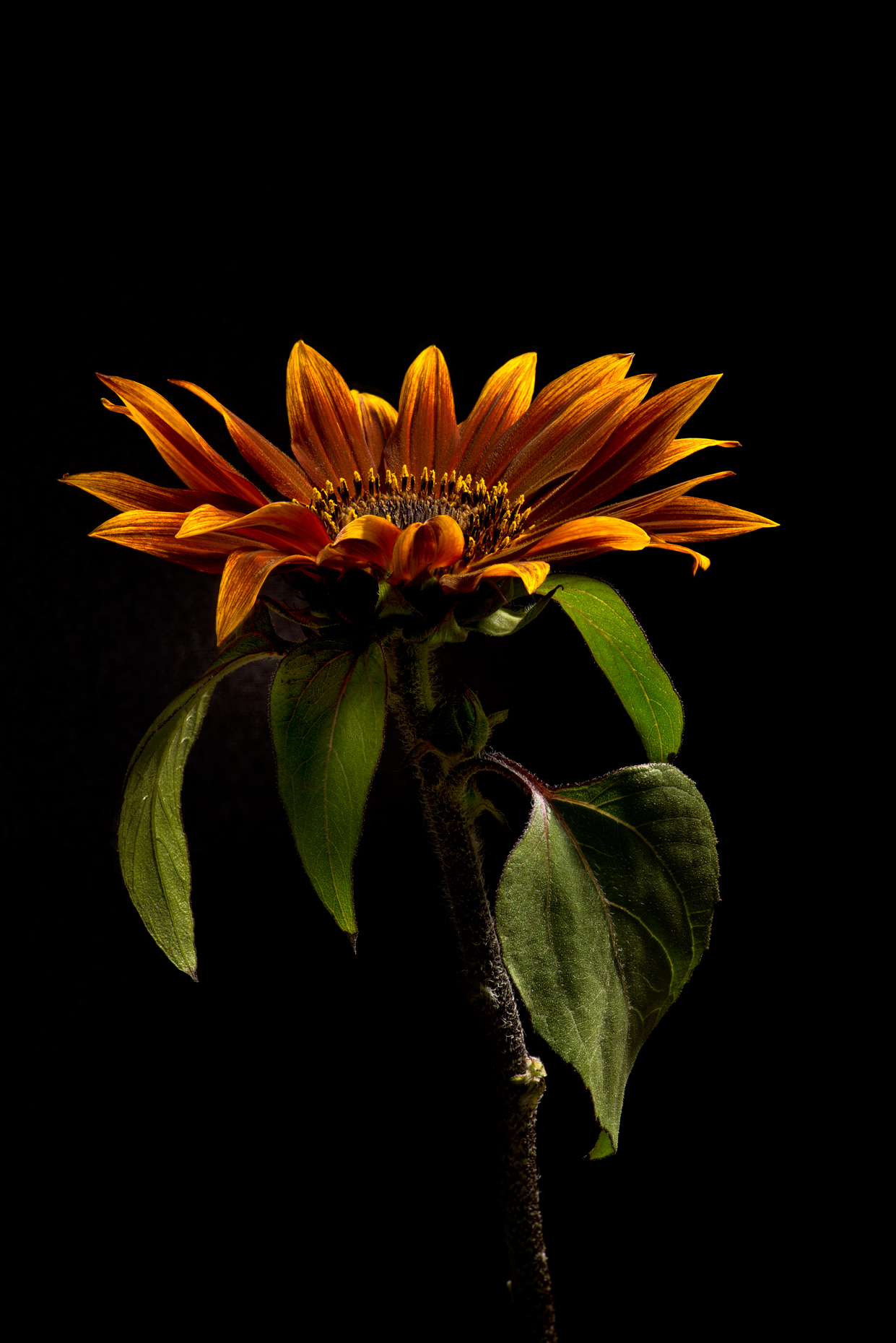 brownsunflower-v11web