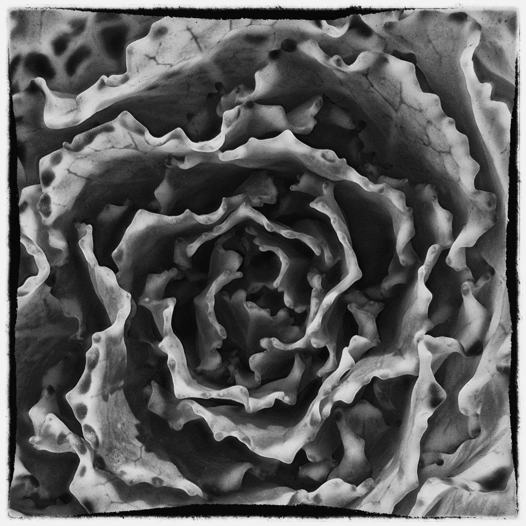 cabbage flower black and white v3