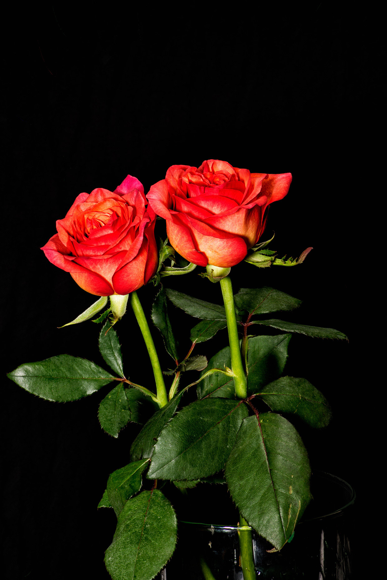 dual-roses-var-6-backgroundsml