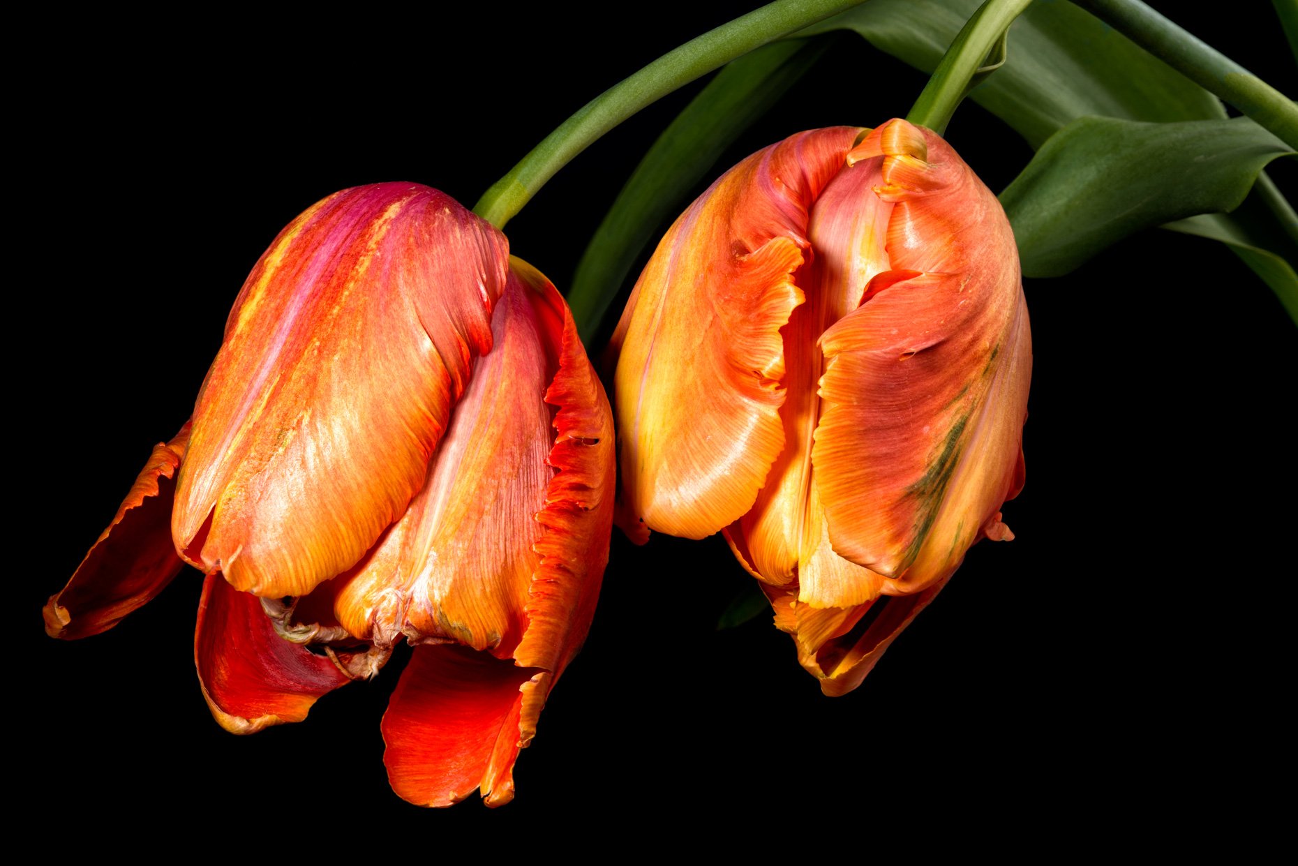 dual-tulips-v3 web