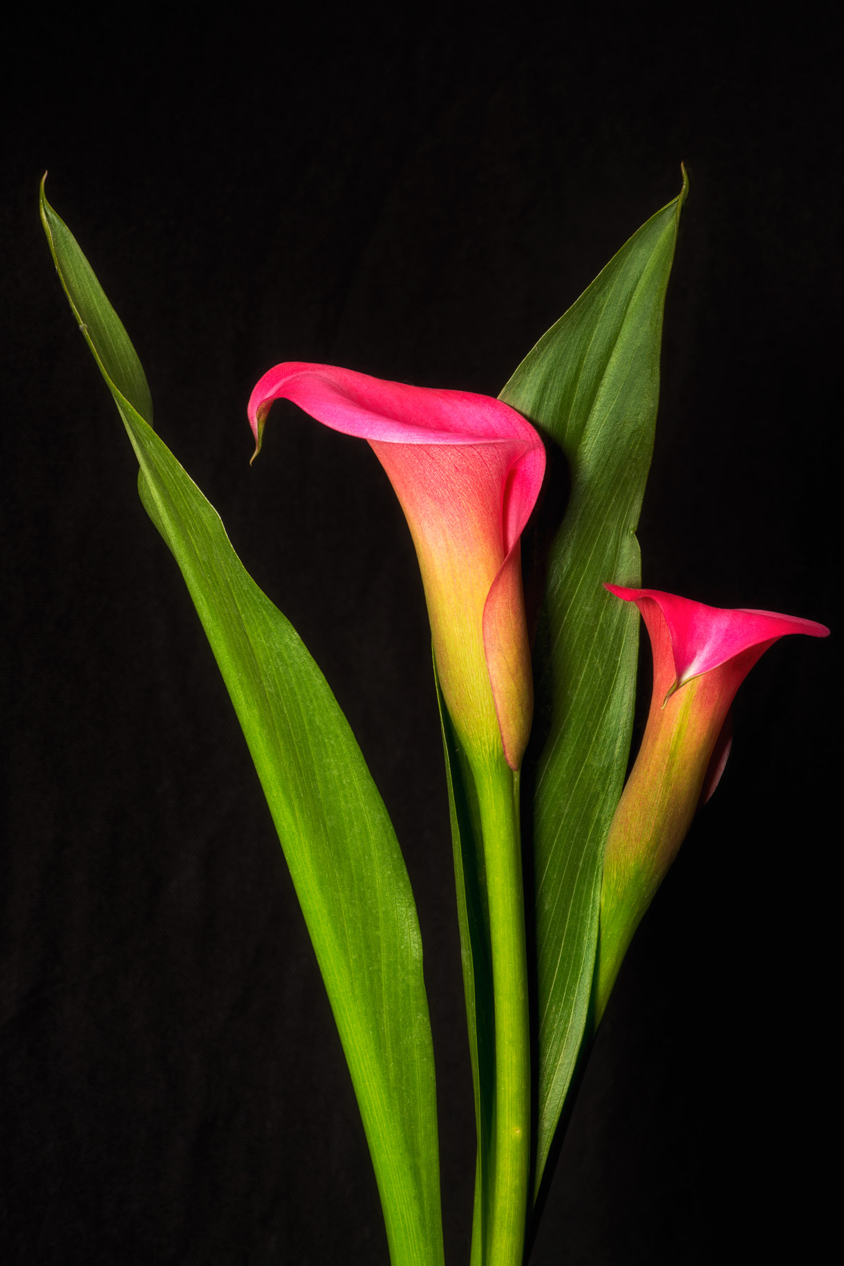 pink-calla-lilies-v3