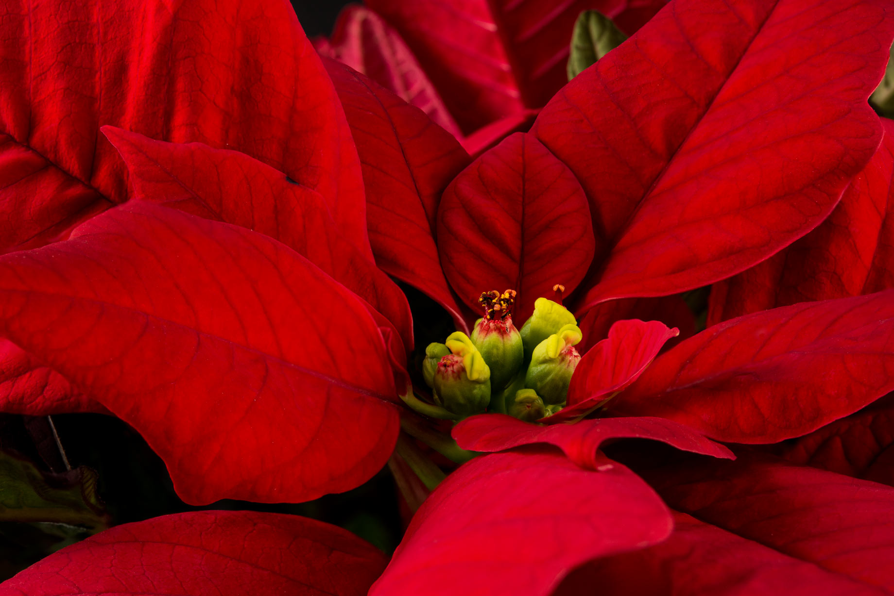 Xmas stacked with a poinsetta study