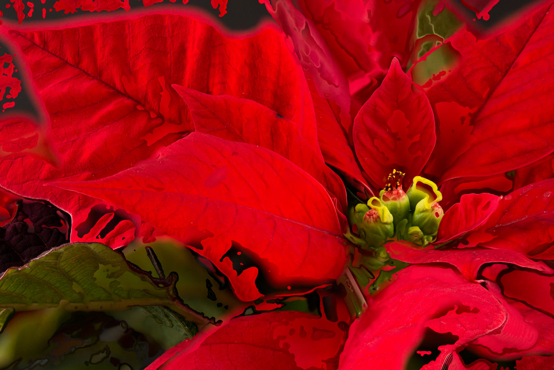Fine Art focus stacked melted poinsetta