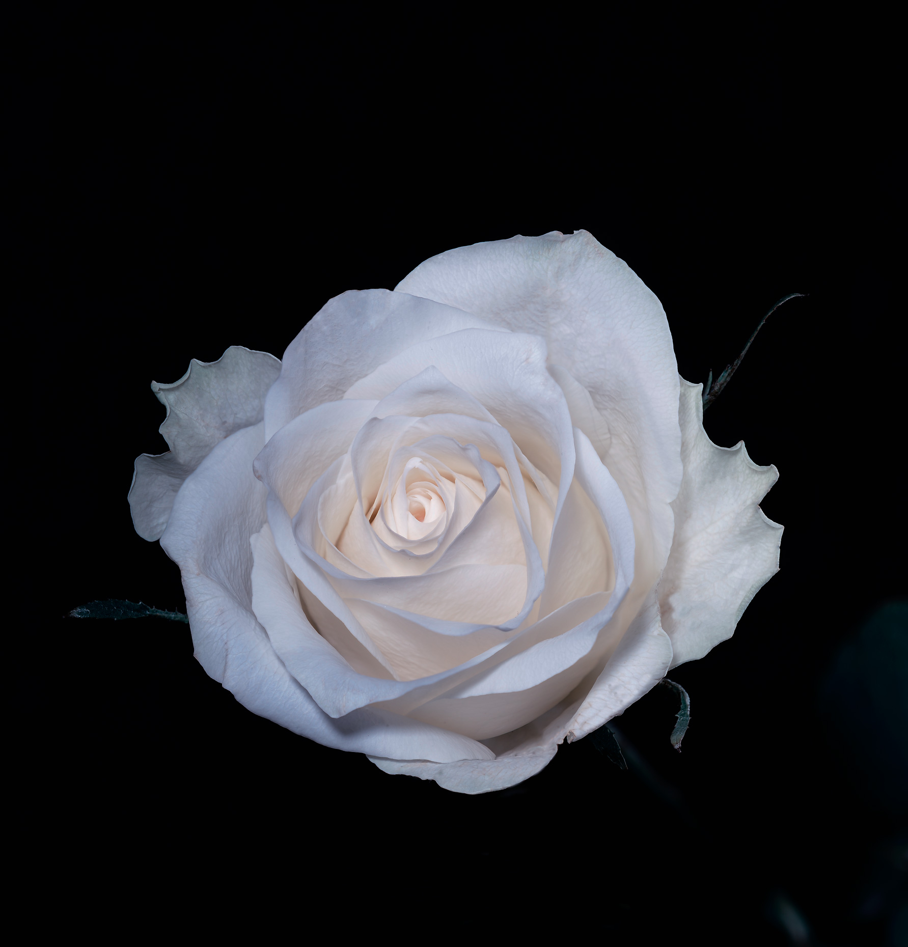 white-rose-view-1-crop-styledweb.jpg